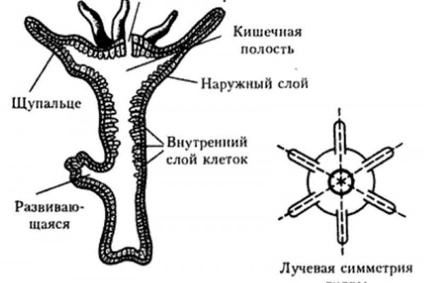 Кракен онион зеркало