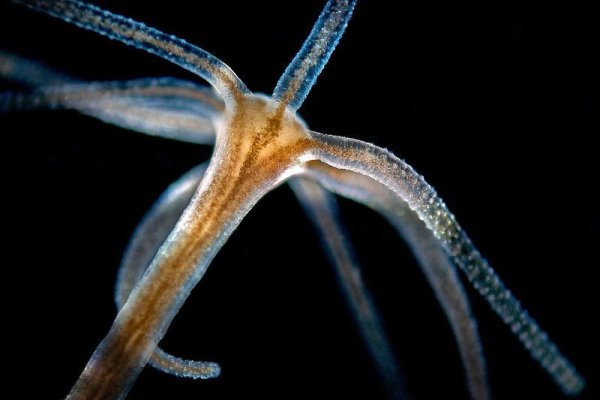 Kraken зайти на сайт
